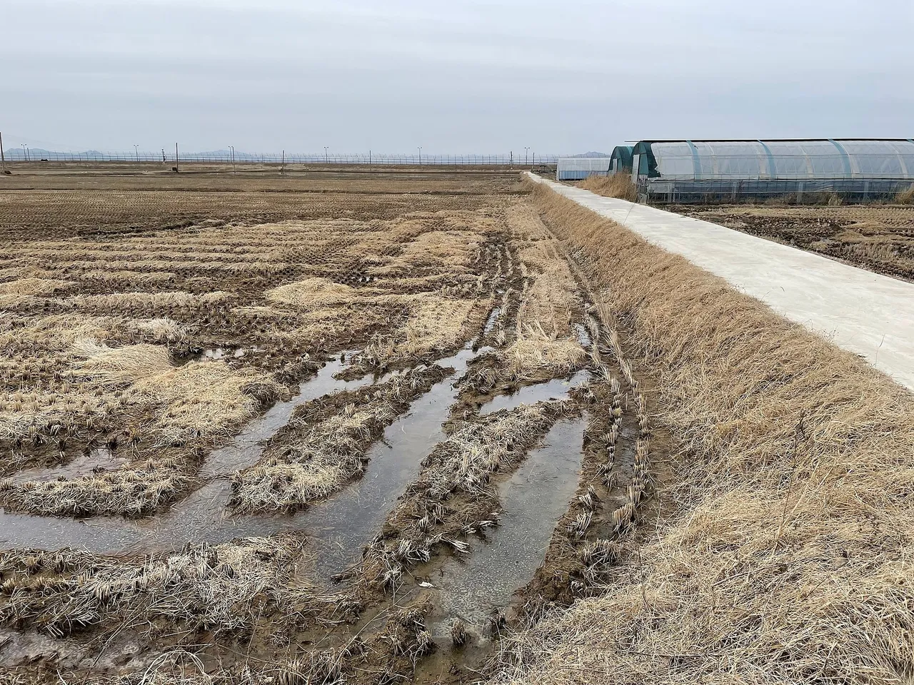 Winter rice paddies on a South Korean island with a coastal border fence and low hills in North Korea on the horizon.